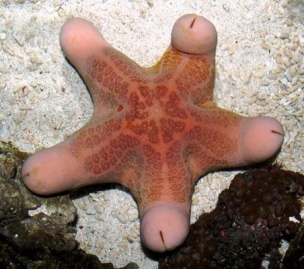 bezptačí.semenoliér