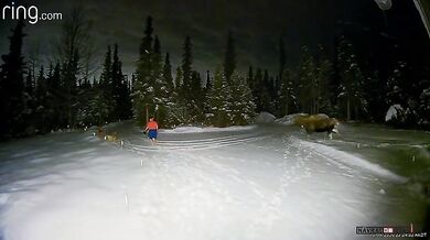 Nebezpečné venčení psů