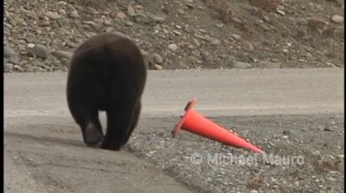 Zodpovědný medvěd