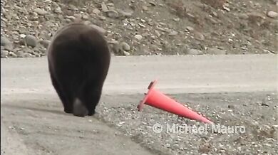 Zodpovědný medvěd