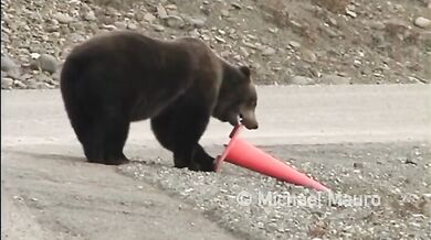 Zodpovědný medvěd