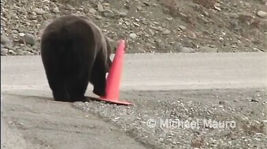 Zodpovědný medvěd