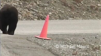 Zodpovědný medvěd