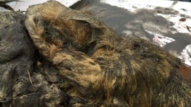 Hlava vlka z období pleistocénu