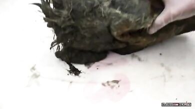 Hlava vlka z období pleistocénu