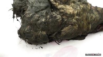 Hlava vlka z období pleistocénu