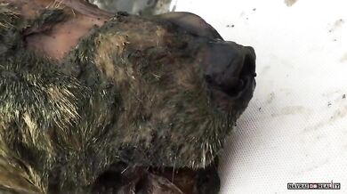 Hlava vlka z období pleistocénu