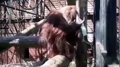 Orangutan vs. rouška