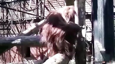 Orangutan vs. rouška