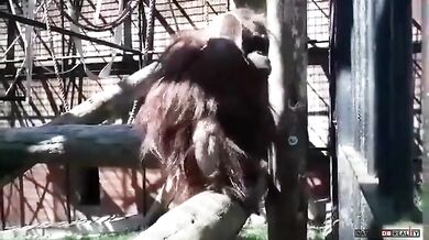 Orangutan vs. rouška