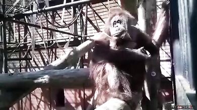 Orangutan vs. rouška