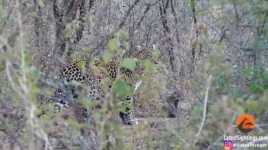 Setkání s levharty