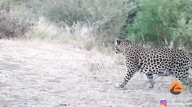 Setkání s levharty