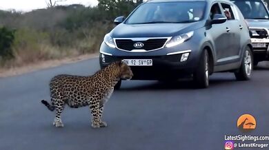 Setkání s levharty