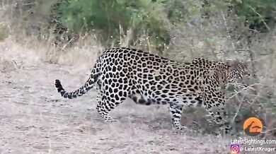 Setkání s levharty