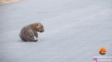 Setkání s levharty