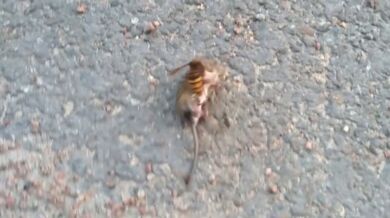 Sršeň obecná vs. myš