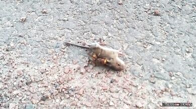 Sršeň obecná vs. myš