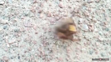 Sršeň obecná vs. myš