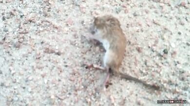 Sršeň obecná vs. myš