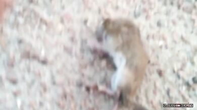 Sršeň obecná vs. myš