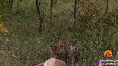 Gepard vs. supi vs. lev