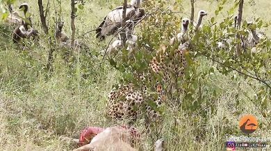 Gepard vs. supi vs. lev