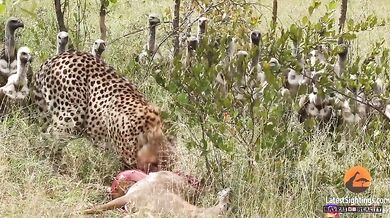 Gepard vs. supi vs. lev