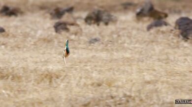 Seven Worlds, One Planet (2019)