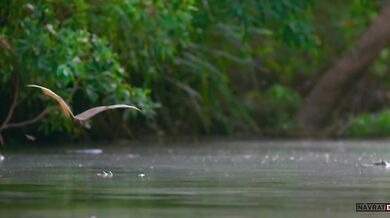 Seven Worlds, One Planet (2019)