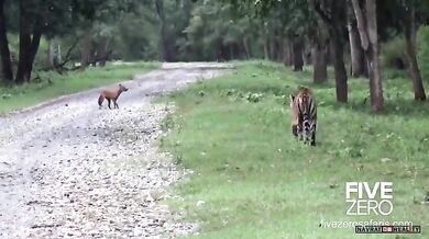 Tygr vs. dhoul