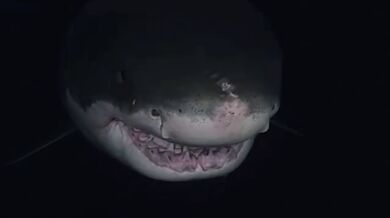 Velký bílý (foto + video)