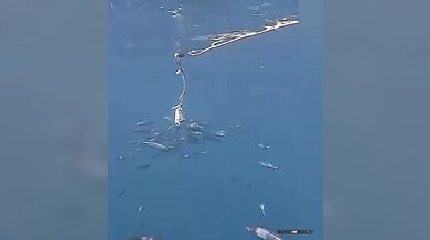 Velký bílý (foto + video)