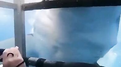 Velký bílý (foto + video)