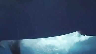 Velký bílý (foto + video)