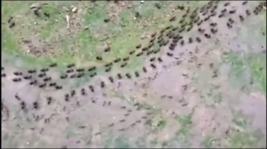 Termiti vs. mravenci