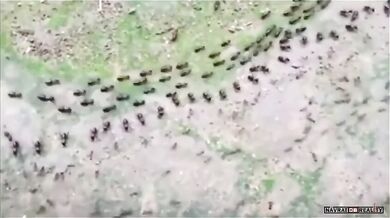 Termiti vs. mravenci