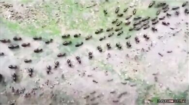 Termiti vs. mravenci