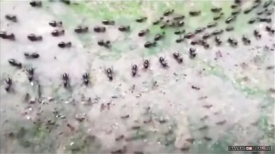 Termiti vs. mravenci