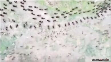 Termiti vs. mravenci