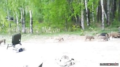 Setkání s divočáky