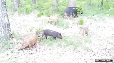 Setkání s divočáky