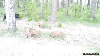 Setkání s divočáky