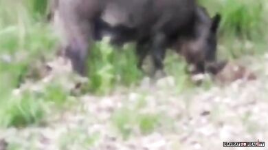 Setkání s divočáky