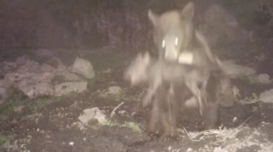 Medvěd vs. divočák