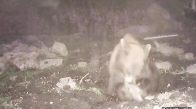 Medvěd vs. divočák