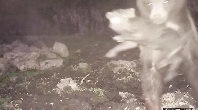 Medvěd vs. divočák