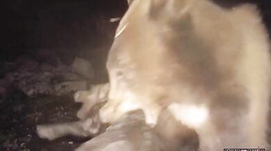 Medvěd vs. divočák