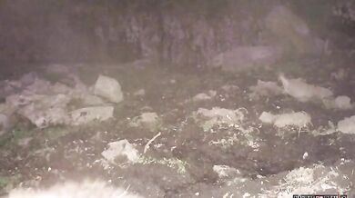 Medvěd vs. divočák