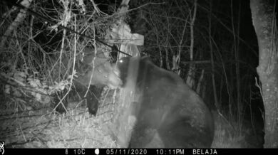 Souboj medvědů (Rusko vs. Čína)